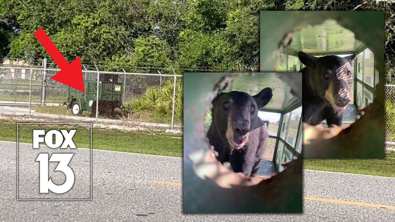 Black bear in multiple Hillsborough sightings captured at Tampa International Airport
